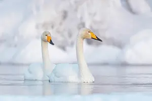 Whooper: Two Whooper swans (Cygnus cygnus) swimming in the