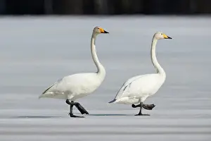 Hamra: Two Whooper swans (Cygnus cygnus) walking on a frozen