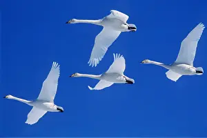 Sympathy: WHOOPER SWANS - four in flight