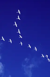 Whooper: WHOOPER SWANS - flock in flight