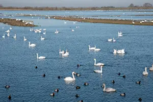Hides: Whooper Swans - in front of hides at Welney WWT reserve