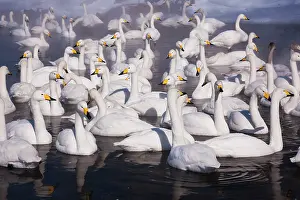 Whooper: Whooper swans, Hokkaido, Japan