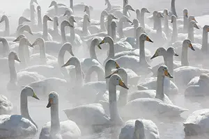 Whooper: Whooper swans, Hokkaido, Japan