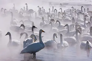Whooper: Whooper swans, Hokkaido, Japan