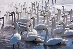 Whooper: Whooper swans, Hokkaido, Japan