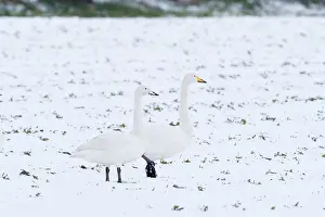Norfolk: Whooper swans on icy lake Norfolk UK