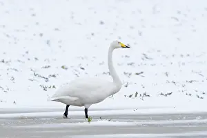 Norfolk: Whooper swans on icy lake Norfolk UK