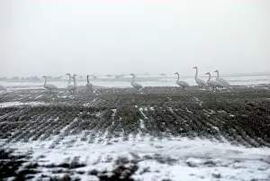 Sophie Gooders: Whooper Swans - in the mist