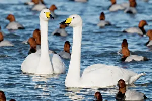 Pochards: Whooper Swans - pair swimming with pochard