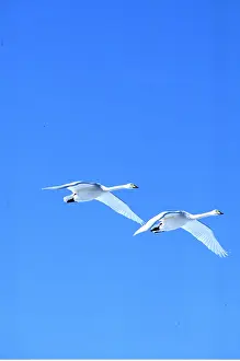 Kallen Marc Ferrero: WHOOPER SWANS - two swans in flight