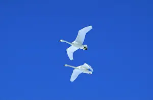 Kallen Marc Ferrero: WHOOPER SWANS - two swans in flight