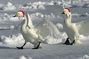 020519: Whooper Swans wearing Christmas hats