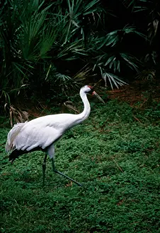 Whooping: Whooping Crane