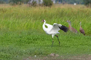Whooping: Whooping Crane