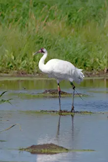 Whooping: Whooping Crane
