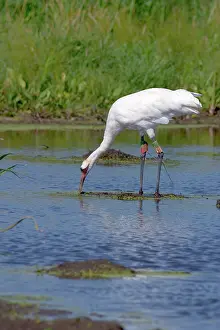 Whooping: Whooping Crane
