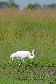 Whooping: Whooping Crane