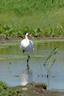 Whooping: Whooping Crane