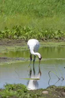 Whooping: Whooping Crane