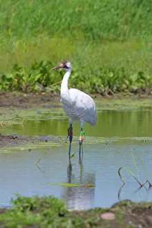 Whooping: Whooping Crane