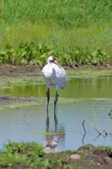 Whooping: Whooping Crane