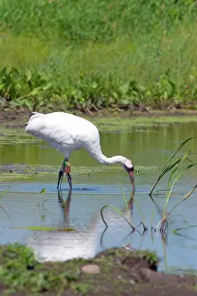 Whooping: Whooping Crane