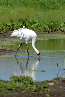 Whooping: Whooping Crane