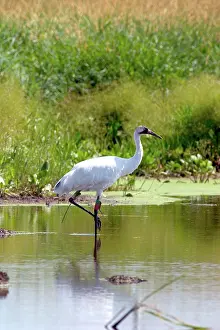 Whooping: Whooping Crane