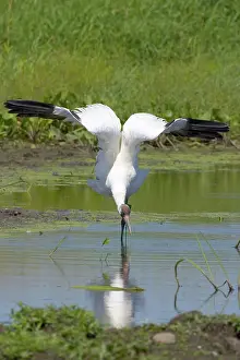 Whooping: Whooping Crane
