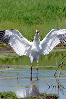 Whooping: Whooping Crane
