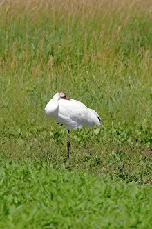Whooping: Whooping Crane