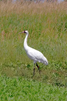 Whooping: Whooping Crane