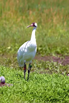 Whooping: Whooping Crane