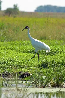 Whooping: Whooping Crane