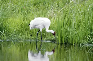 Foundation: Whooping Crane