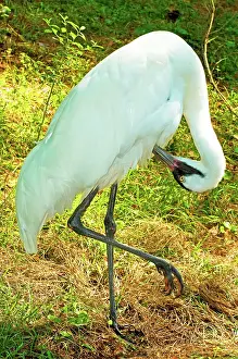 Whooping: Whooping Crane