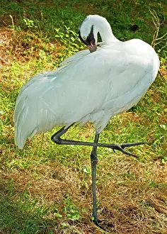 Whooping: Whooping Crane