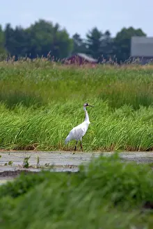Whooping: Whooping Crane
