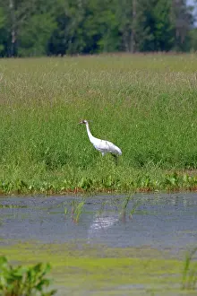 Whooping: Whooping Crane