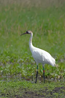 Whooping: Whooping Crane