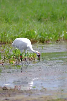 Whooping: Whooping Crane