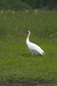 Gruidae: Whooping Crane