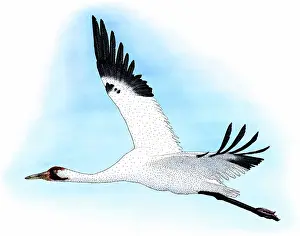 Gruidae: Whooping Crane