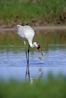 Whooping: Whooping CRANE - catching blue crab in tidal pond