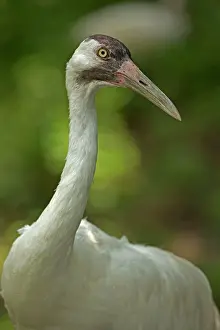 Whooping: Whooping Crane (controlled conditions)