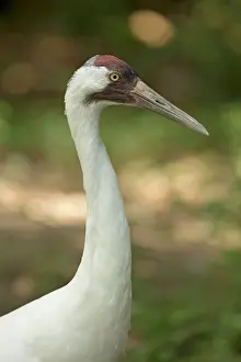 Whooping: Whooping Crane (controlled conditions)