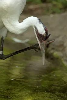 Whooping: Whooping Crane (controlled conditions)
