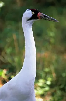 Whooping: Whooping Crane (Grus americana), Endangered Species