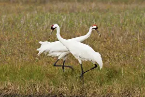 Whooping: Whooping Crane (Grus americana) pair feeding