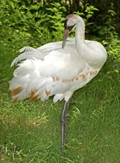 Whooping: Whooping Crane preening